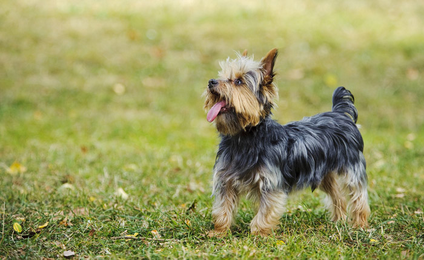 11 Noisiest Dog Breeds