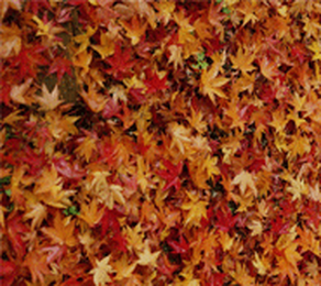 Fall Overseeding: Raking, Watering & Other Concerns