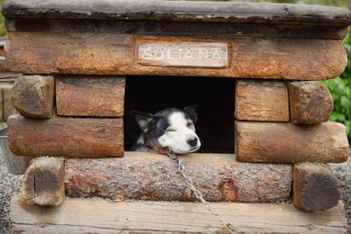 12 Dog Breeds That Could Jack Up Your Insurance Costs