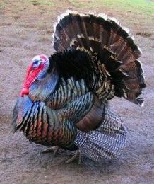 Beauty is gene deep: attractiveness in turkeys controlled by gene expression