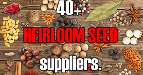 Seeds 101: A Round-Up Of Our Shorter Seed Posts