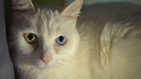 Furry Tails: Cookie & Cupcake Are Searching For A Good Home