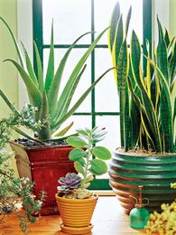 Houseplants You Can't Kill 