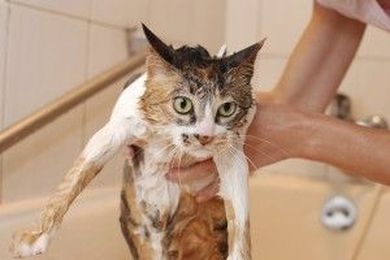 The Benefits of Taking Your Cat To The Groomer