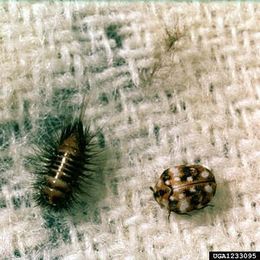 Living With Carpet Beetles