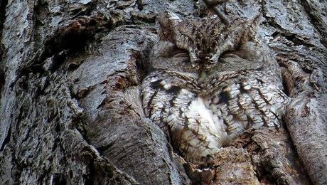 Whooo is hiding here?