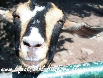 Backyard Farming: What Constitutes a Farm?