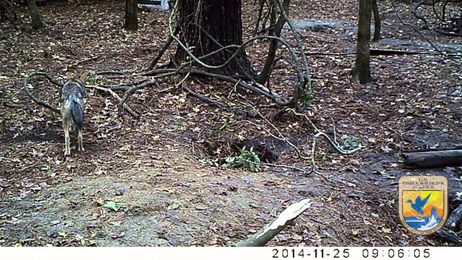 Does the wolf get the squirrel?