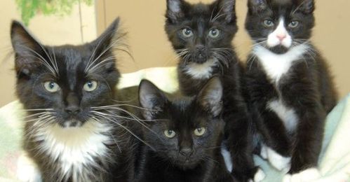 Keep your pets warm, safe for the holidays
