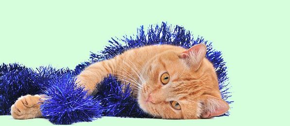 Holiday Pet Safety: 6 Dangers to Avoid