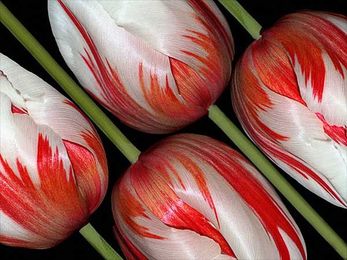 50 Inspirational Examples of Flower Photography