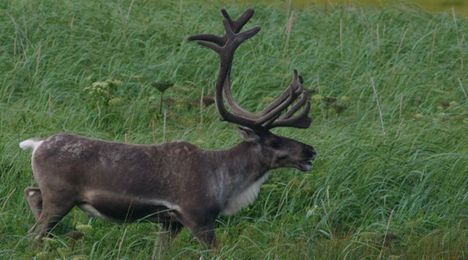 Reindeer Populations Are Disappearing Worldwide