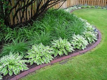 What to Plant Under Trees