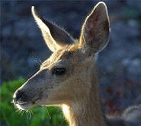 Deer Deterrents: Stop Deer from Eating Your Plants