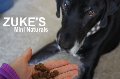 Quick tips to keep your dog calm when visitors arrive