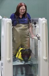 Rehabilitation For Your Pet