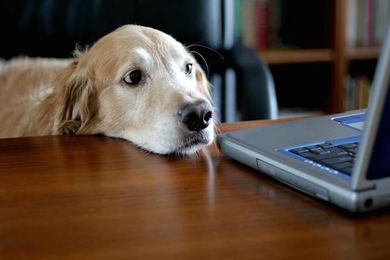 The latest gadgets for you (and your dog!)