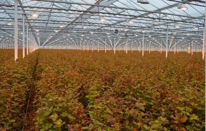 "The perception of the rose needs to be changed"