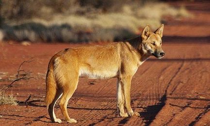 How man’s best friend followed us to the Americas