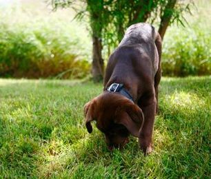 7 Trainer-Approved Tips for Housebreaking a Puppy