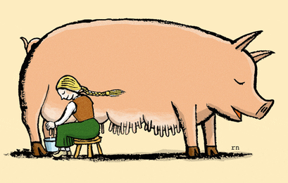 Why Don’t We Drink Pig Milk?