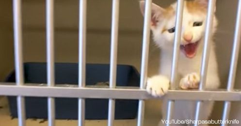 When The Right Human Walked Through The Door, This Kitty Knew What To Say