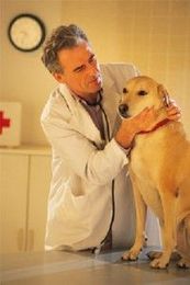What Do You Want From Veterinarians?