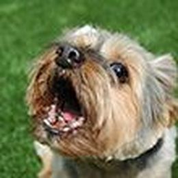 Stop Your Dog's Barking