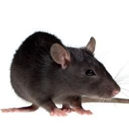 Rat study suggests abuse-related cues could reduce adult stress