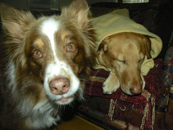 Got cabin fever? 5 dog-friendly ways to beat the winter blues