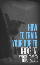Infographic: How to Train Your Dog to Ride in the Car