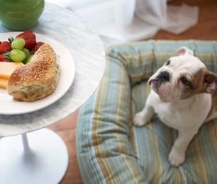 10 Unexpected Ways You Could Be Hurting Your Dog or Cat