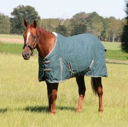 Horse Blankets & Sheets: What You Need to Know First