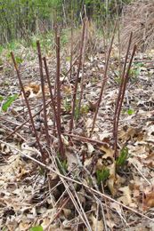 Small Carpenter Bees Are Looking for a Home in Your Plant Stems