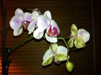 Watering an Orchid with Ice Cubes