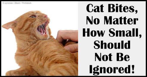 Why Cat Bites Should Not Be Ignored