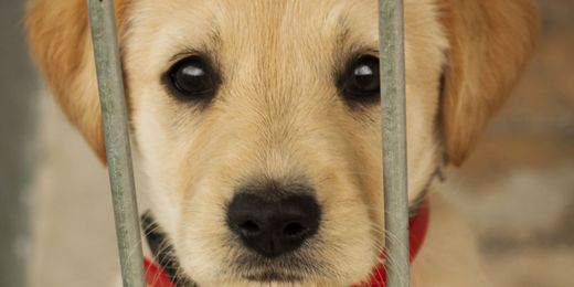 10 inexpensive ways to help shelters, rescue groups