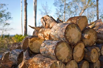 The Best Firewood: Tips on Buying, Storing and Using It Well