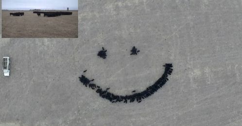 Farmer herds his happy cows into smiley-face formation [VIDEO]