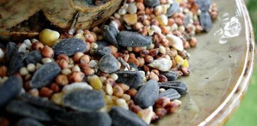 How to Keep Mice, Rats, and Squirrels Away from Bird Feeders