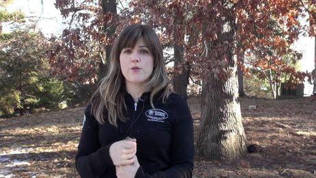 Trim your Oak Trees in the winter