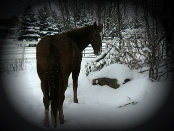 When Do You Start Riding Your Horse?