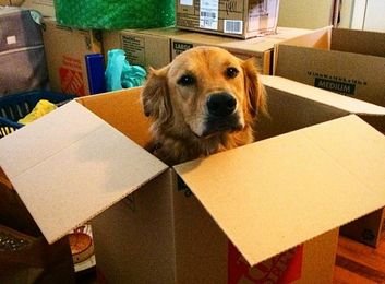 15 Things You Need To Know When Moving With Your Pup
