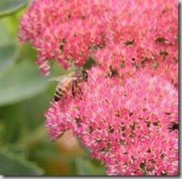 Buying bee-friendly: Nurseries which don't use neonicotinoids