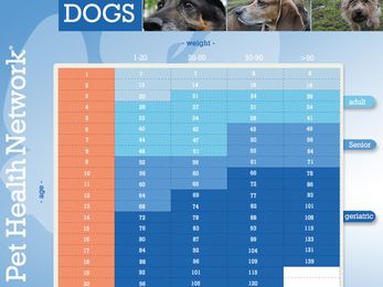 How Old is Your Dog in People Years?