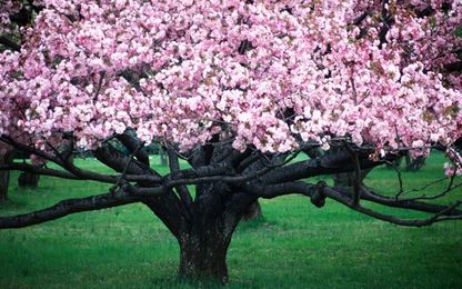 Planting Trees for Long Lives