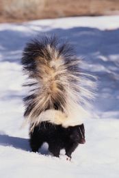 3 Ways to Deter Wildlife From Setting Up In Your Yard