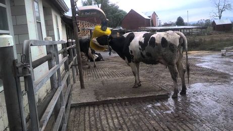 A cow enjoys a motorized brush 1