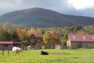 Felix the Sheep Fitted With a 3D Printed Prosthetic Leg