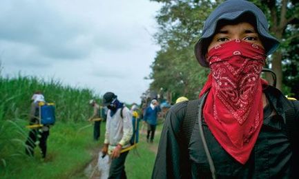 What is killing sugar-cane workers across Central America?